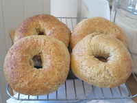 Bagels